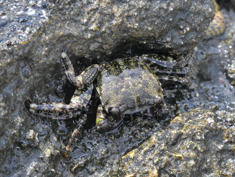 Granchio corso - Pachygrapsus marmoratus